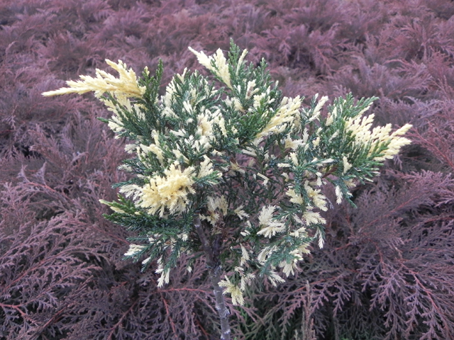 Juniperus sabina 'Filips Overjoy'